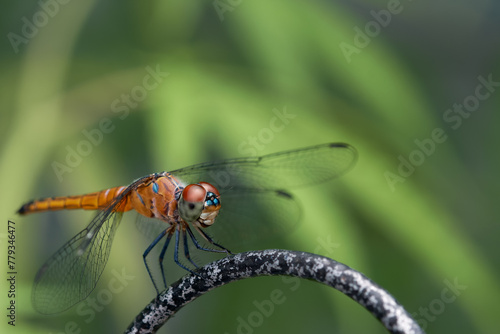 Dragon Fly sit on iron wall with green background close up macro full body © RubenPH