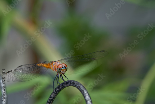 Dragon Fly sit on iron wall with green background close up macro full body