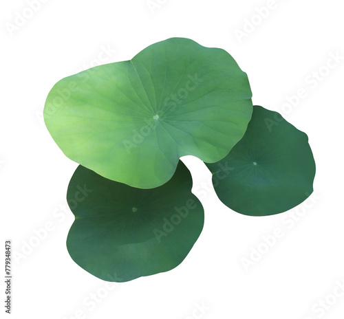 Close up green leaf of lotus or water lily tree isolated on transparent background. Top view of green leaves bush.	