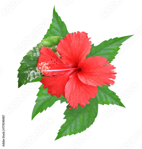 Shoe Flower or Hibiscus or Chinese rose flowers. Close up red hibiscus flower isolated on transparent background.	