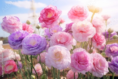 Pink roses in the garden