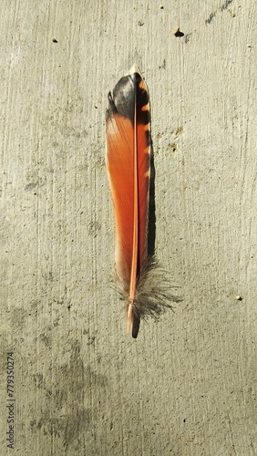 Orange and Black Feather on the Ground