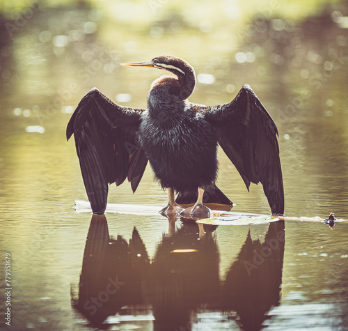 cormorant in the water