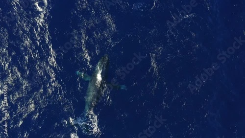 A humpback whale swims, surfaces and blows bubbles underwater to attract a mate in Maui, Hawai'i. Top down aerial view. photo