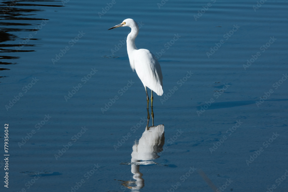 Herons in the shallows with the shadows and reflections Herons in the shallows with the shadows and reflections