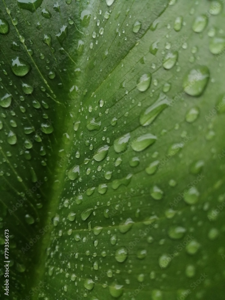 水玉 水玉
