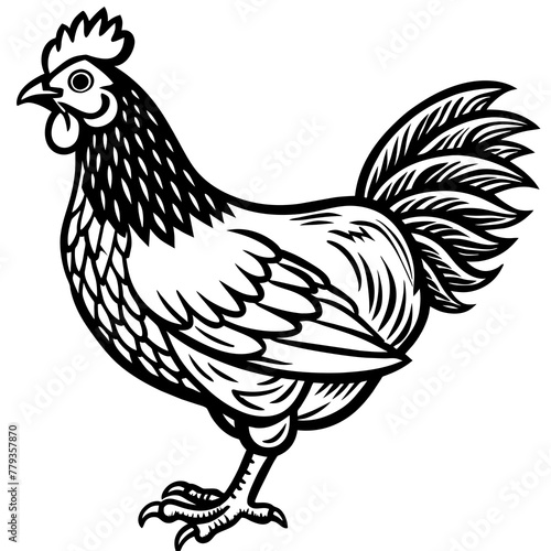    chicken vector illustration
