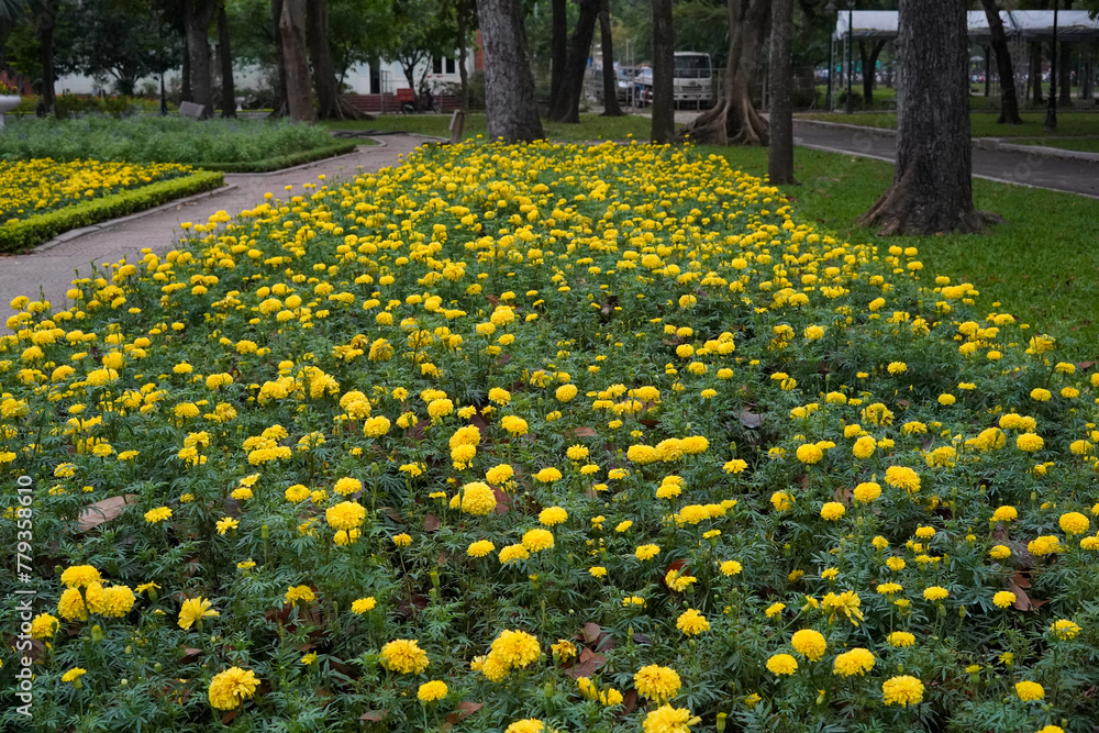 Obraz premium field of yellow flowers
