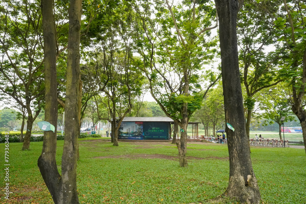Fototapeta premium tree in the park