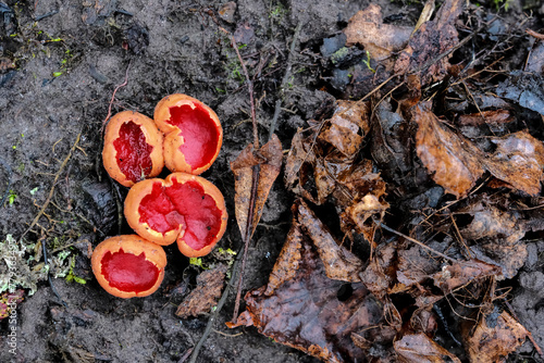 Sarcoscypha austriaca mushroom known as Scarlet elf cup	 photo