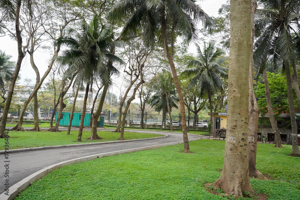 palm trees in the park - obrazy, fototapety, plakaty 
