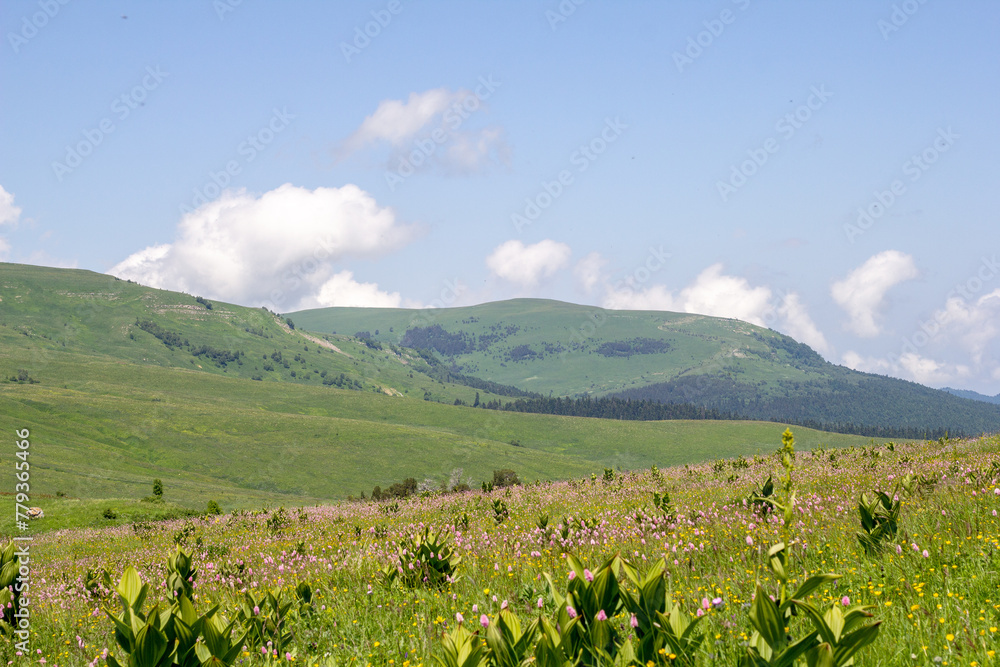 Walking on the subalpine at the beginning of the summer season, the period of exuberant flowering of plants. Walking on the subalpine at the beginning of the summer season, the period of exuberant flowering of plants.