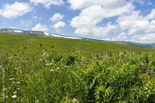 Walking on the subalpine at the beginning of the summer season  the period of exuberant flowering of plants.