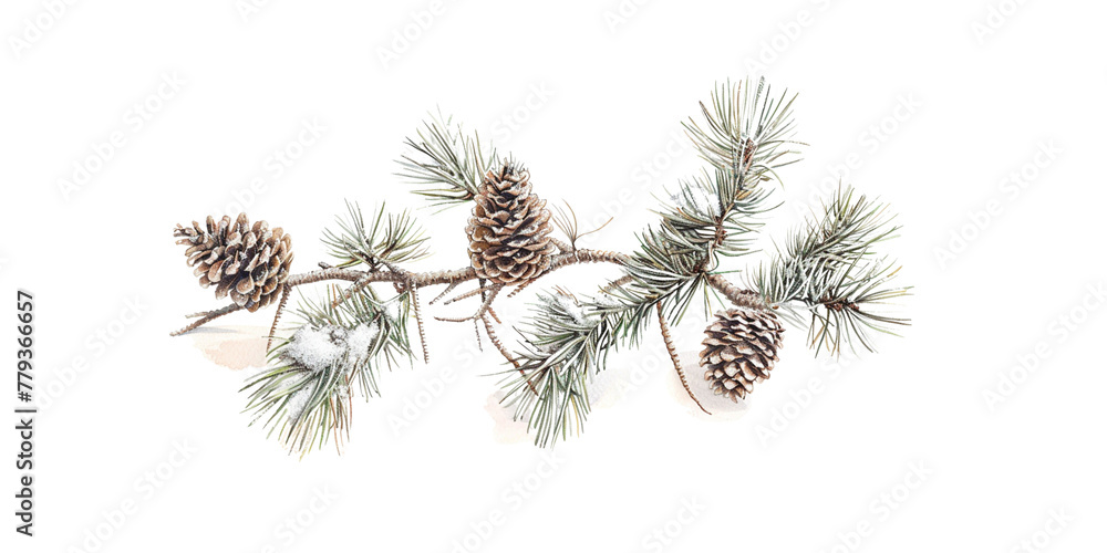 Fototapeta premium Pine cones and pine branches on a white background