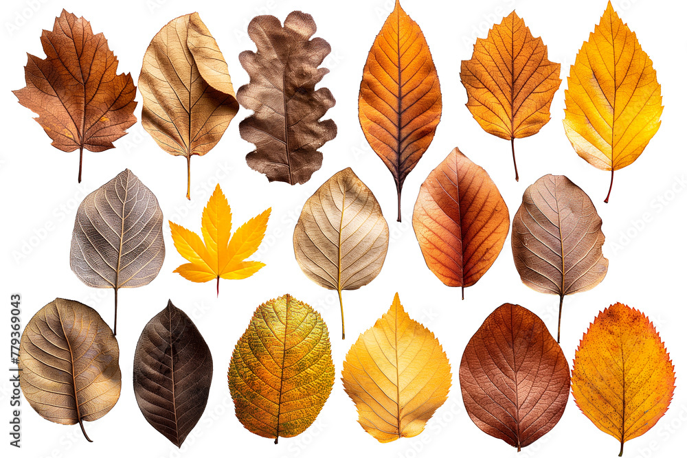 Autumn leaves of various shapes on a transparent background Autumn leaves of various shapes on a transparent background