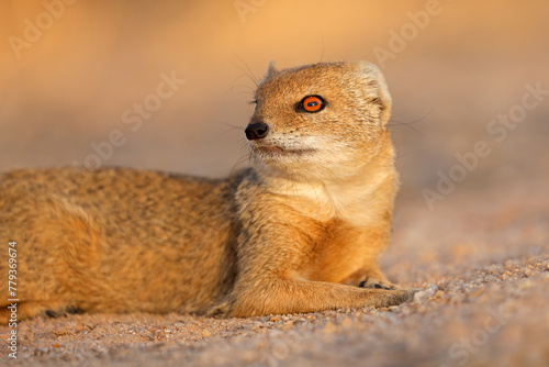 Portrait of a yellow mongoose (Cynictus penicillata), Kalahari desert, South Africa. photo