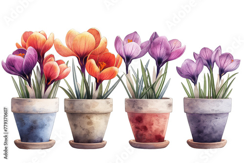 Watercolour crocus in pot isolated on transparent background