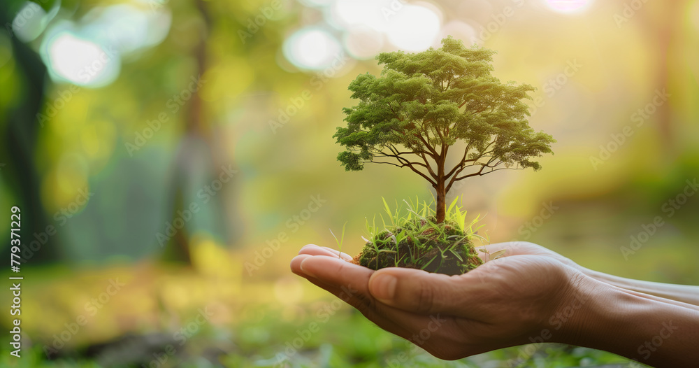 A hand holding a small tree in a forest A hand holding a small tree in a forest