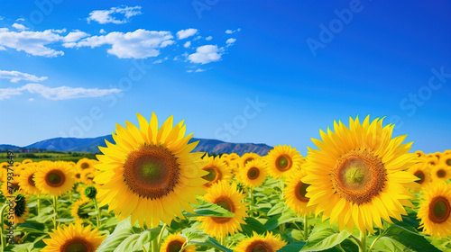 sunflowers in the field. © Shades3d