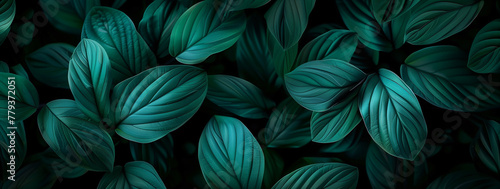 A close up of green leaves with a water droplet on it