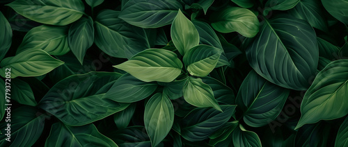 A close up of green leaves on a plant