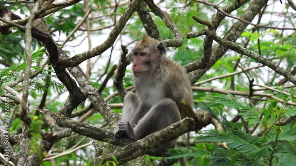 Macaca fascicularis (Monyet kra, kera ekor panjang, monyet ekor panjang, long-tailed macaque, monyet pemakan kepiting, crab-eating monkey) on the tree. Macaca fascicularis (Monyet kra, kera ekor panjang, monyet ekor panjang, long-tailed macaque, monyet pemakan kepiting, crab-eating monkey) on the tree.