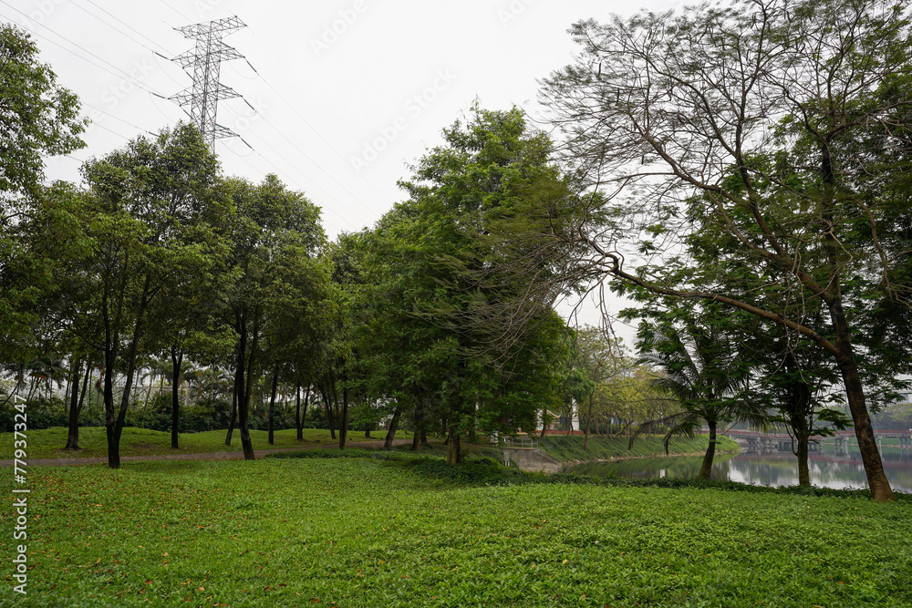 Fototapeta premium trees in the park