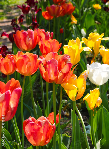 orange red yellow white tulips in the flower bed of the ornamental garden in spring