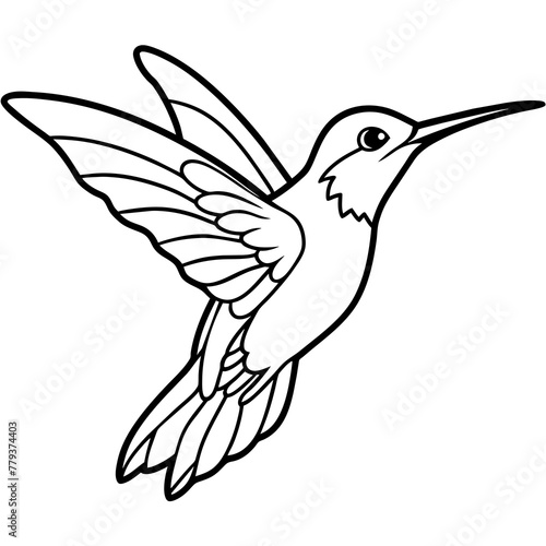 hummingbird line art vector
