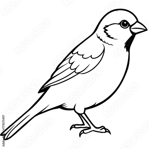 sparrow line art vector