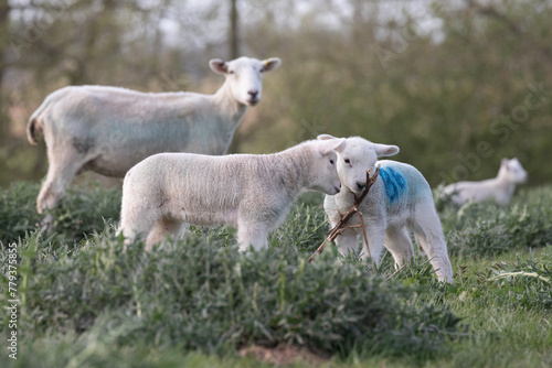 Fototapeta Naklejka Na Ścianę i Meble -  lambs in the meadow 