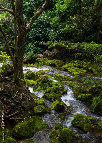 Forest stream