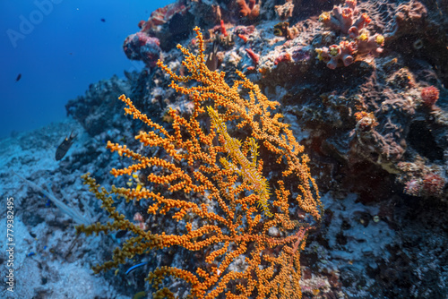 Yellow Ghost Pipefish live at seafan coral reef photography in deep sea in scuba dive explore travel activity underwater with blue background landscape in Andaman Sea, Thailand photo