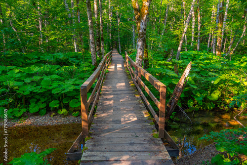 Fotografi Wooden plankwalk at the Biogradska Gora national park in Montenegro
