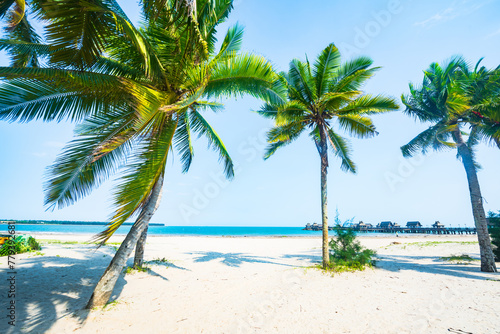 Fototapeta Naklejka Na Ścianę i Meble -  Beautiful view of coconut grove at Gaolong Bay beach in Wenchang, Hainan, China