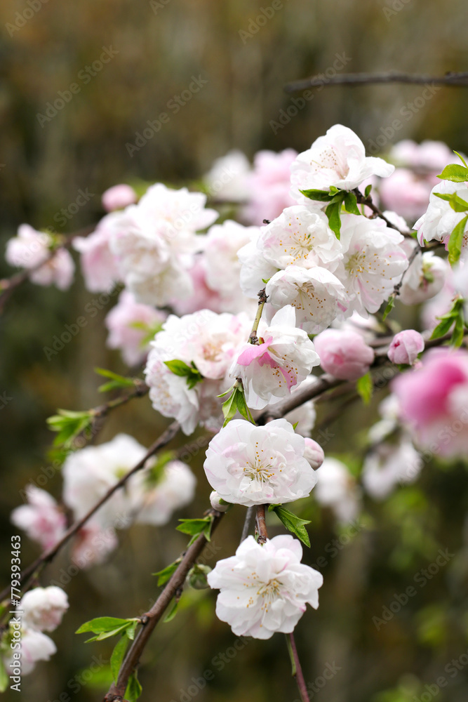 Fototapeta premium 明るい白と淡紅色の満開に咲くしだれ桃の木の花枝（自然光＋ストロボ、マクロ接写撮影）