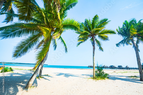 Fototapeta Naklejka Na Ścianę i Meble -  Beautiful view of coconut grove at Gaolong Bay beach in Wenchang, Hainan, China