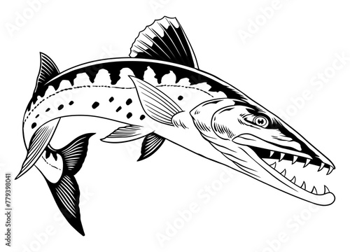 Hand Drawn Illustration of Barracuda fish Jumping Isolated