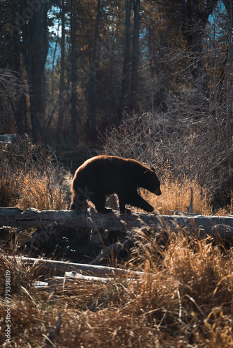 wildlife in the woods. 