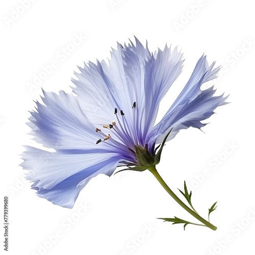 Blue chicory flowers isolated on the white background with clipping path