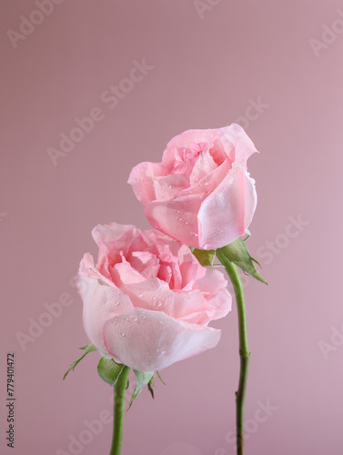 Pink roses for Valentine's Day