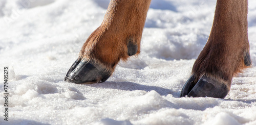 Deer hooves on white snow. Close-up