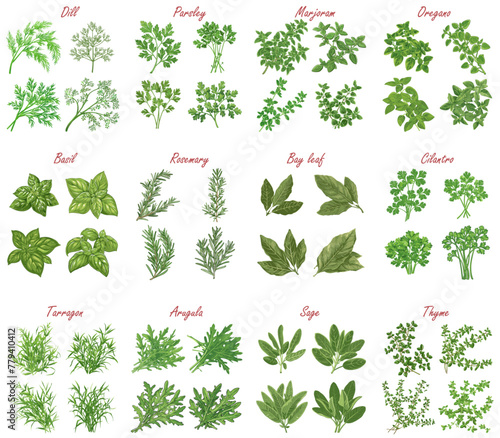 Set of type of herbs and spices leaves plant. 