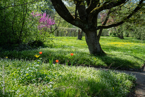 Beautiful, idyllic meadow orchard. The trunk of a cherry tree (Prunus cerasus), beneath it wonder leek (Allium paradoxum), some colorful tulips and yellow meadow flowers.  photo