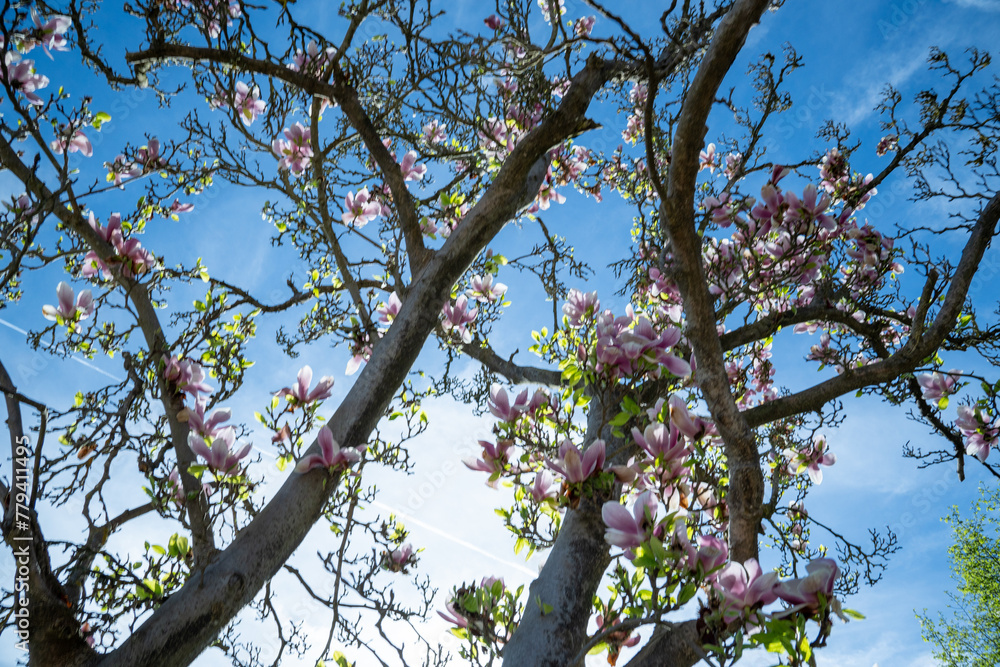 Branches of a pink magnolia tree (Magnolia) in full bloom reaching into the sky. View from below into the blue sky Branches of a pink magnolia tree (Magnolia) in full bloom reaching into the sky. View from below into the blue sky