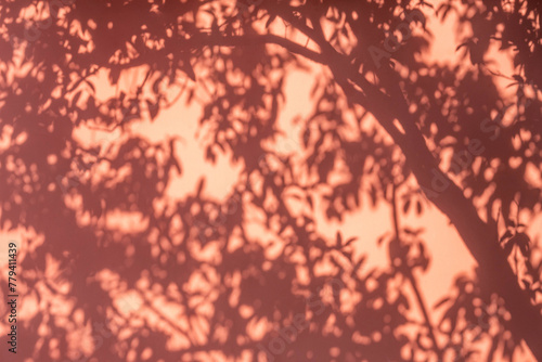 Fototapeta Naklejka Na Ścianę i Meble -  red wall tree shadow background