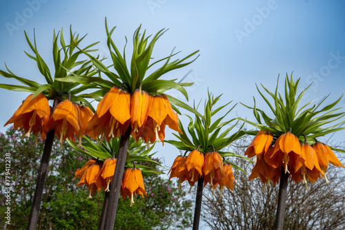 The crown imperial (Fritillaria imperialis) is a plant species from the genus Fritillaria in the lily family (Liliaceae). In Asia it inhabits rocky slopes and bushes at altitudes of 1250 to 3000 m photo