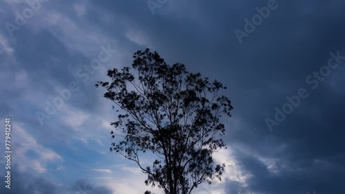 Timelapse - Rainy clouds and moon behind a tree 4K30