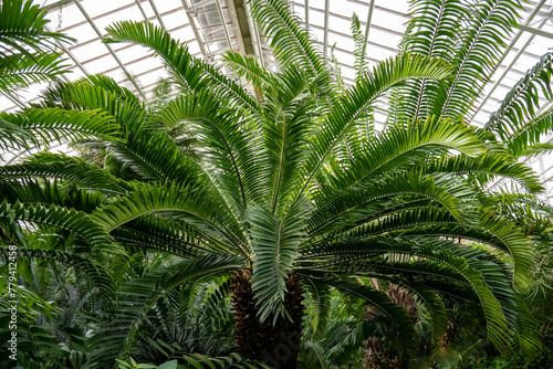 Magnificent leaves of the cycad  Cycas circinalis . It is native to Southeast Asia and can reach a maximum height of 10 m