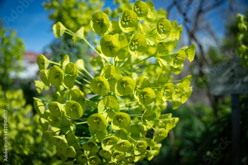 Lime green flowers of the palisade spurge (Euphorbia characias), a plant species in the genus Euphorbia in the family Euphorbiaceae photo